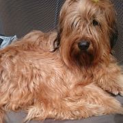 Coryska Cloe Trzy Korony 4