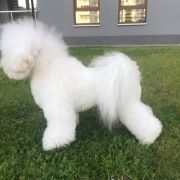 COSMO Bianca Principessa FCI