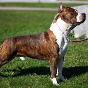 Crazy Crys Rainfall's 2