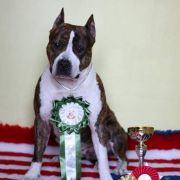 Crazy Crys Rainfall's 3