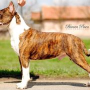 Crazy Crys Rainfall's 4