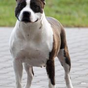 Crazy Crys Zebra's Brindle Girl