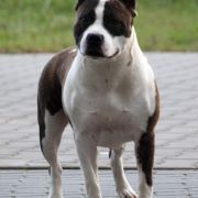 Crazy Crys Zebra's Brindle Girl 2