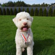 CREMA Paradise Concept (FCI) 3