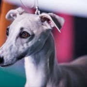 Crystal Soul Sidewinder's Pride