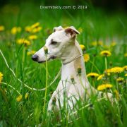 Crystal Soul Sidewinder's Pride