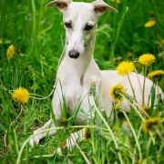 Crystal Soul Sidewinder's Pride