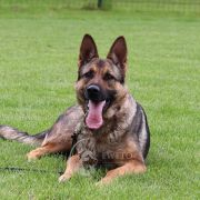 Cupcake van de Duca Vallei