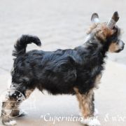 Cupernicus in Terra Civis 