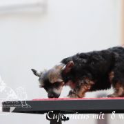 Cupernicus in Terra Civis 