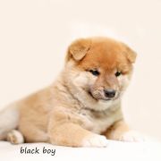 Czarny (kolor znacznika) 2