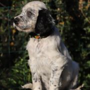 Czyngiz Chan Venatrisett 2