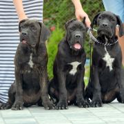 D Cane corso Boys ! 4 months . 