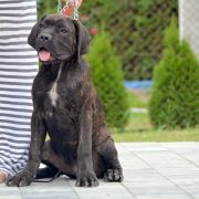 D Cane corso Boys ! 4 months . 