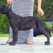 D Cane corso Boys ! 4 months . 