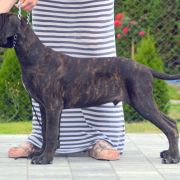 D Cane corso Boys ! 4 months . 
