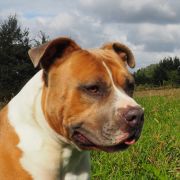 NOTHING COMPARES TO ME FOR POWER STAFF Niziołek