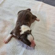 Bambik Bubusiowo FCI