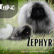 LUXURY SECRET ZEPHYR