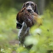 Alba od Zamku Barona Besse