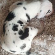 ODYSEJA Czar Olbrzyma