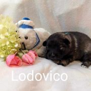 LODOVICO Shaggy Fluff