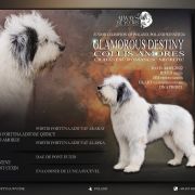 GLAMOROUS DESTINY Collis Amores 