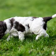 Lionhearted Eowyn from Fellowship Of The Ring