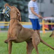 ERDOGYONGYE VADASZ HAVAS 