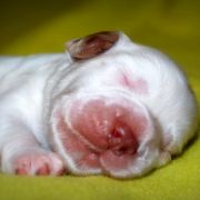 SNOWMAN Source of Happiness FCI 2