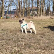 Hysminai Z Grodu Dawida (FCI) 