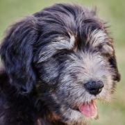 SZAMAN z Futrzastych Nicponi