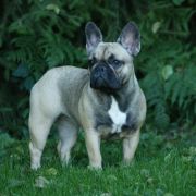 PIOU-PIOU Azzurro Tesoro