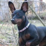 APHRODITE DEAM AMORIS DIVINA DAEMONIA FCI 