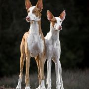 ALMA ARDIENTE UNBELIEVABLE LOVE JULIETTE