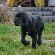 AMARANT Przylądek Doga FCI 