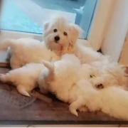 Tonia Białe Bursztynki FCI