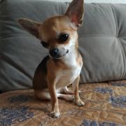 STAR LUCKY CHARM ADELINA GOLD LOVE