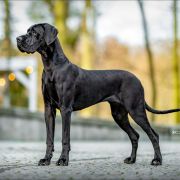 ATILA Gradiator Gang FCI