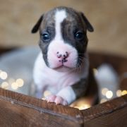 TOULOUSE Because of Crazy Time 