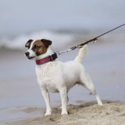 LEYA Russell Bonita FCI