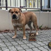 Ch Pl GIGI GRANT Corde Bellator(FCI) 