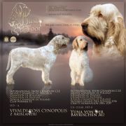 Spinone Italiano A