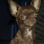 Toffi Brawn iz Strany Kroshek