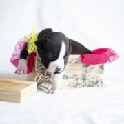 MAJESTY Zealous Heart