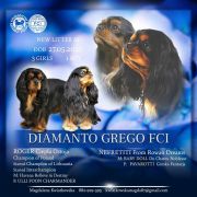 NEFRETITI From Rowan Dreams FCI 