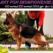 HANY VON SKORPIONENBLUT