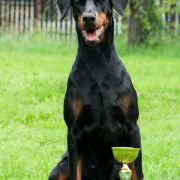 Aurora Valle di Rose - Doberman