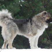 Zvezdniy Pes Samovolka