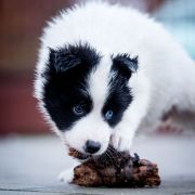 ALTHAEA z Łaciatej Krainy